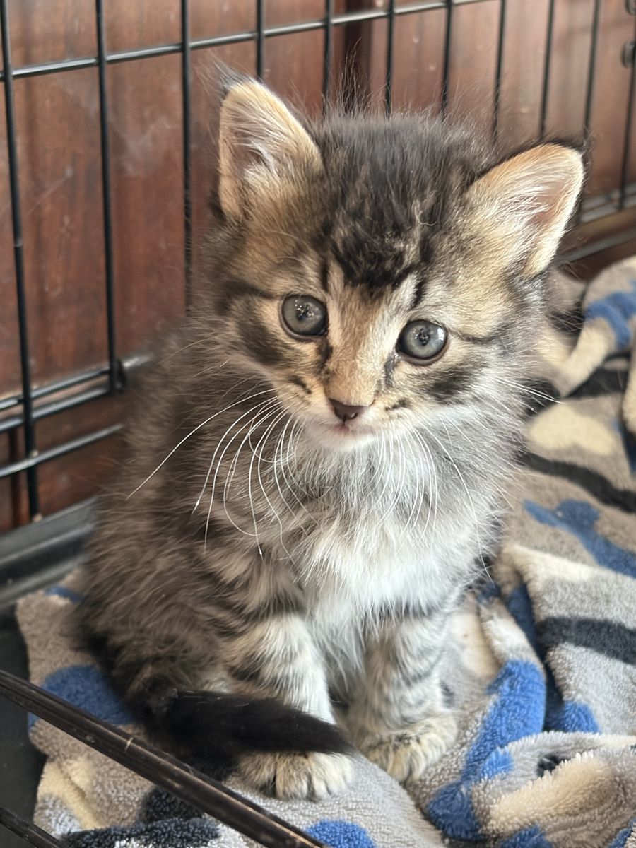 Adorable kittens