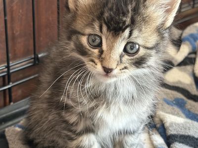 Adorable kittens