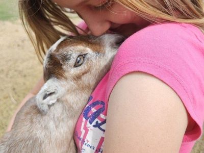 9 Nubian Goat Bottle Babies