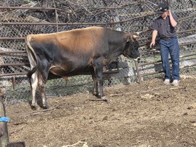 Jersey Bull for sale