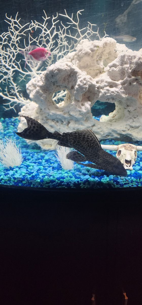 2 Pleco (Plecostomus) fish