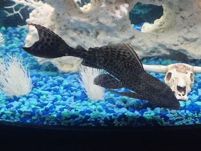 2 Pleco (Plecostomus) fish