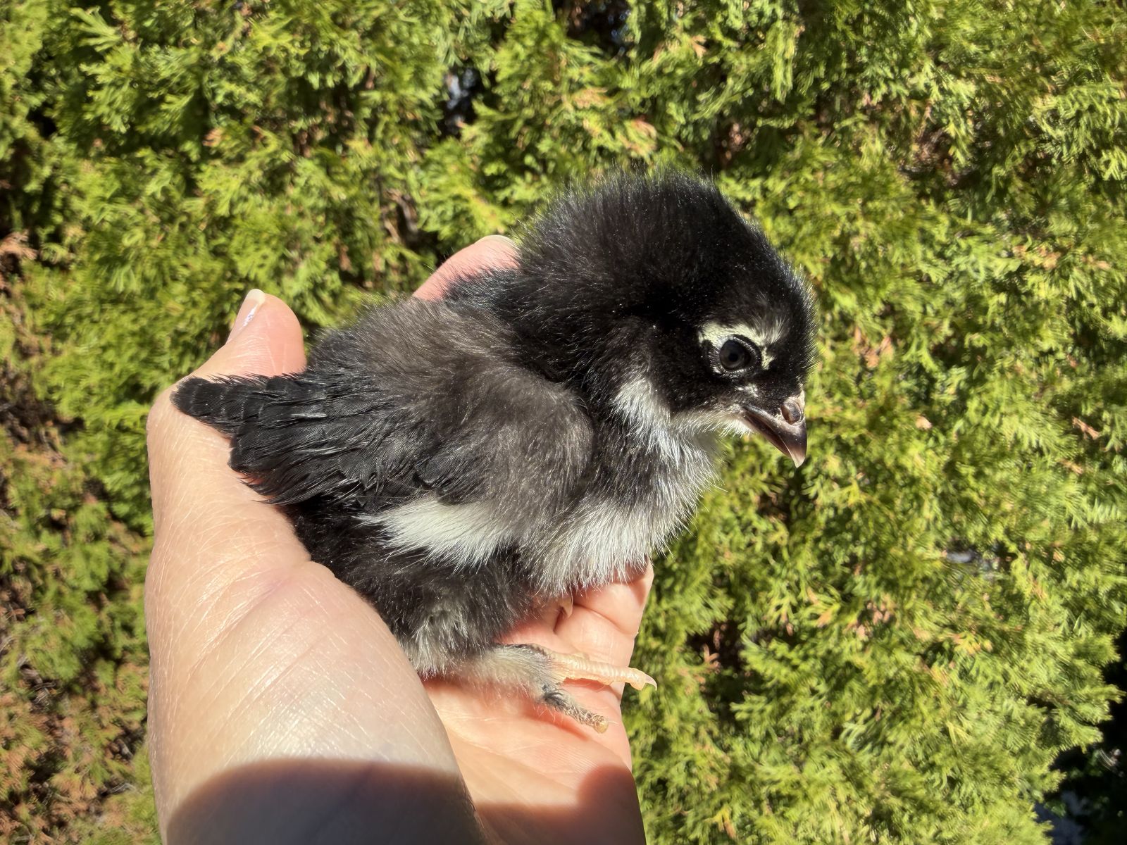French black copper Maran pullets