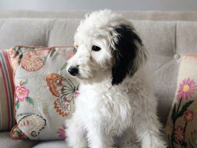 Mini Bernedoodle- Sold- Check our our Goldendoodles!
