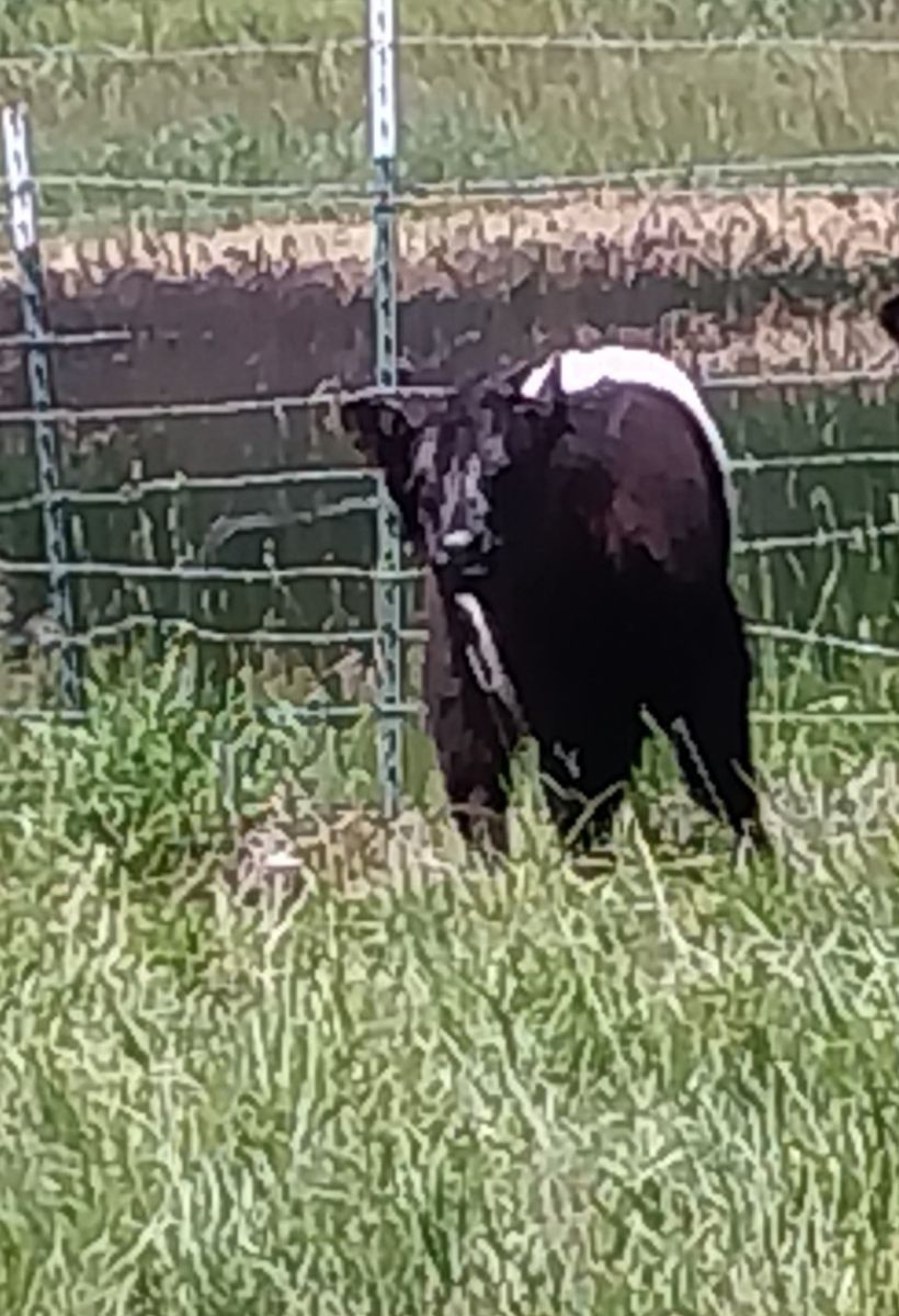 Belted Galloway Pair