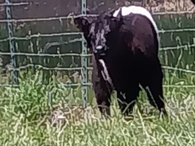 Belted Galloway Pair