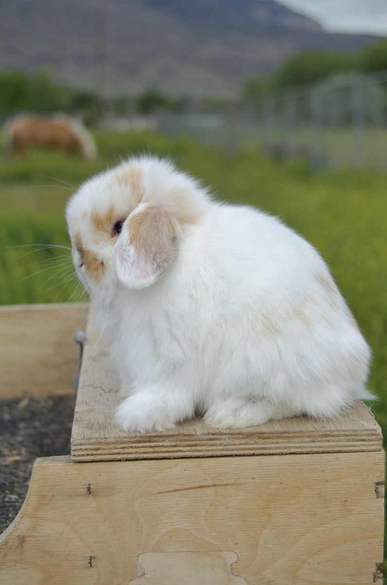 Cutest Tri Color Holland Lop Baby