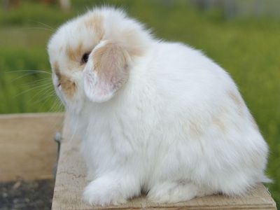 Cutest Tri Color Holland Lop Baby
