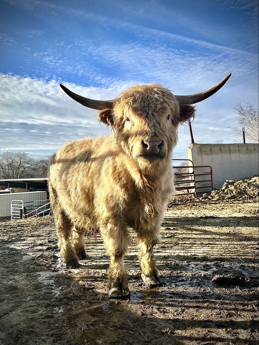Proven Highland Bull