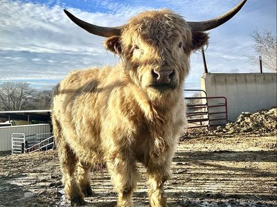 Proven Highland Bull