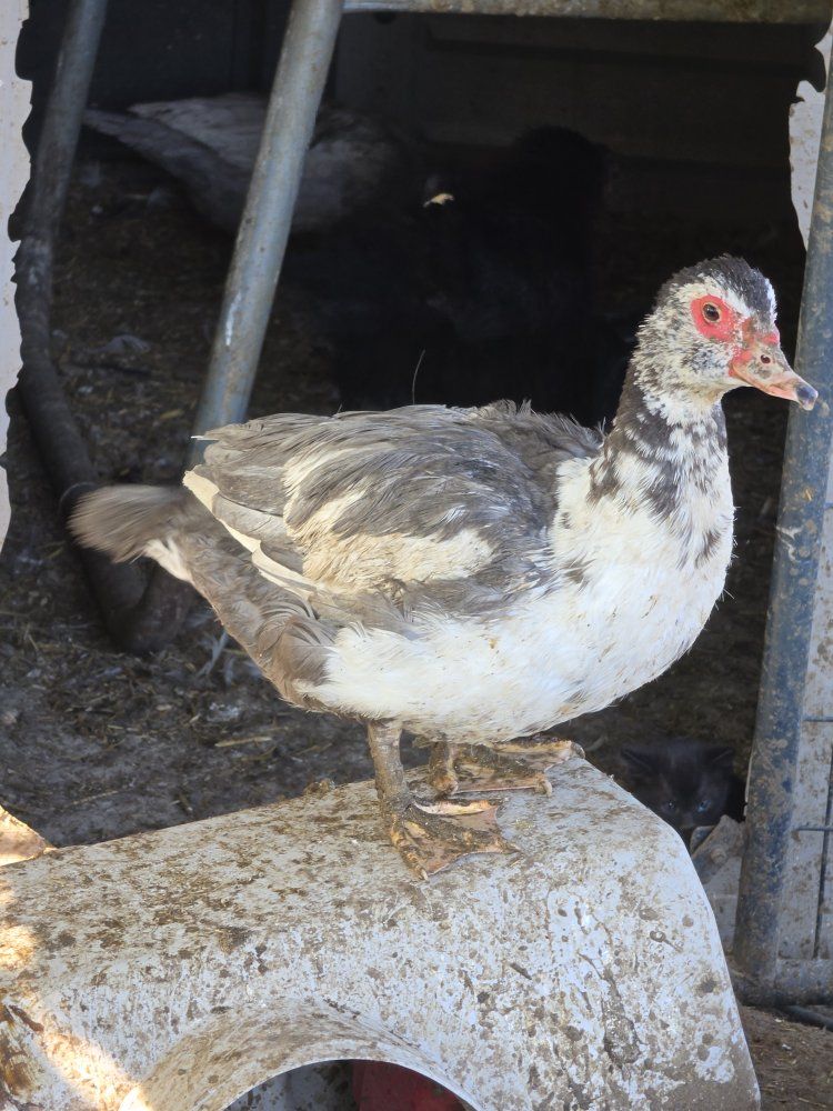 Muscovy Ducks