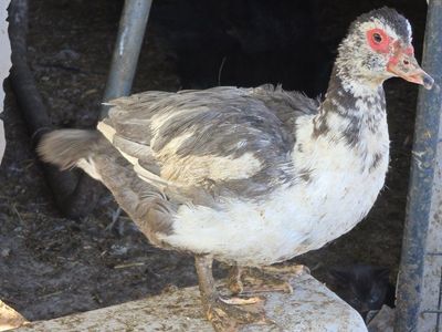 Muscovy Ducks