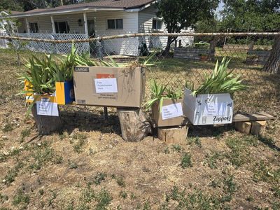 FREE Purple Bearded Iris bulbs