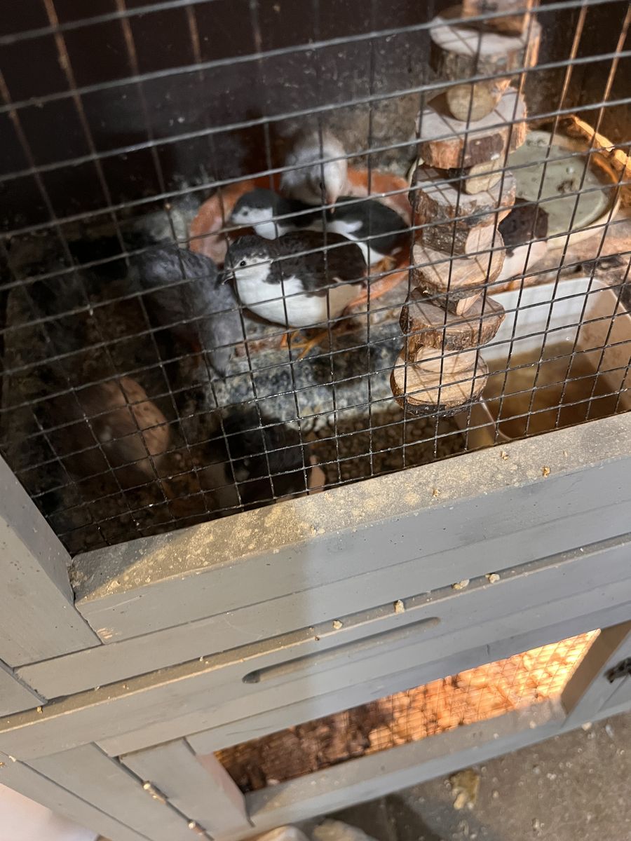 Adult Button Quail