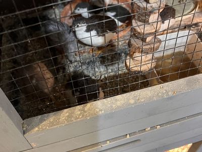 Adult Button Quail