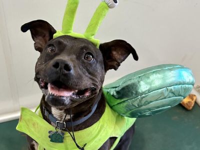 Hello my name is Bea Arthur