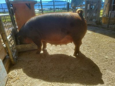 Registered Duroc Gilt
