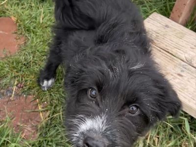 10 week Old Snuggle Bug Puppies Ready to go