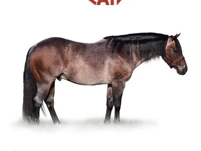 Meteles Cat X Hottish