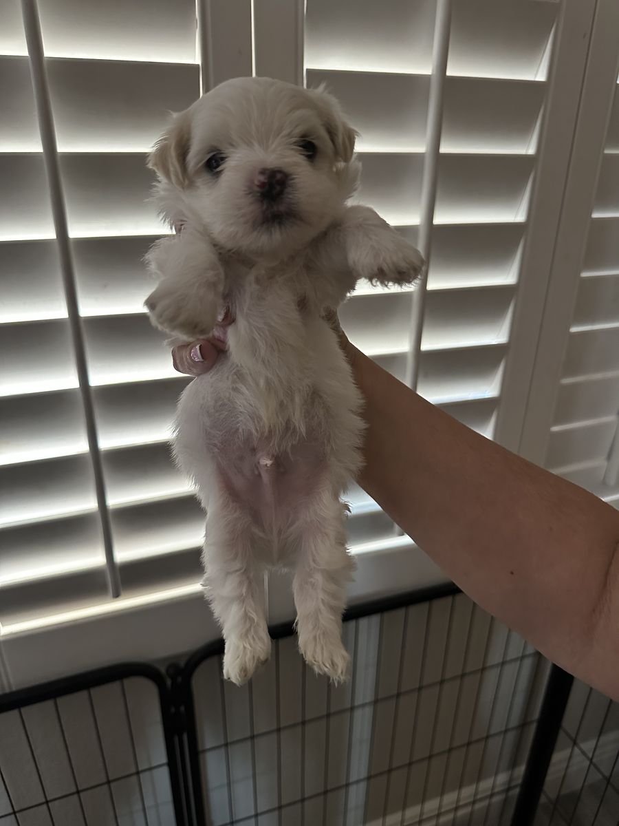 Maltese Puppies