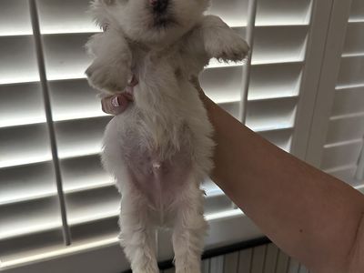 Maltese Puppies