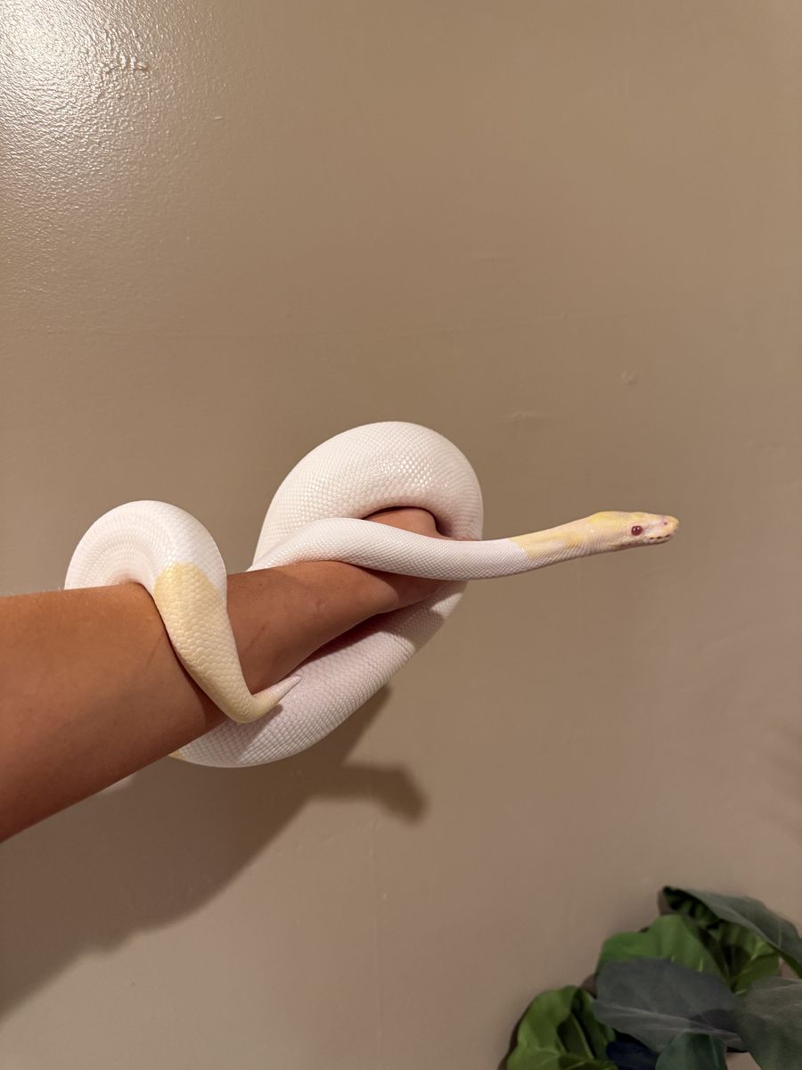 Albino Pied Ball Python