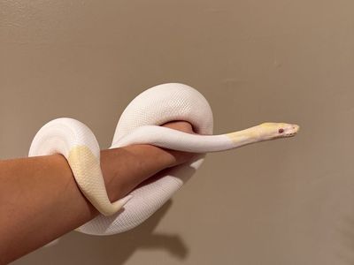 Albino Pied Ball Python