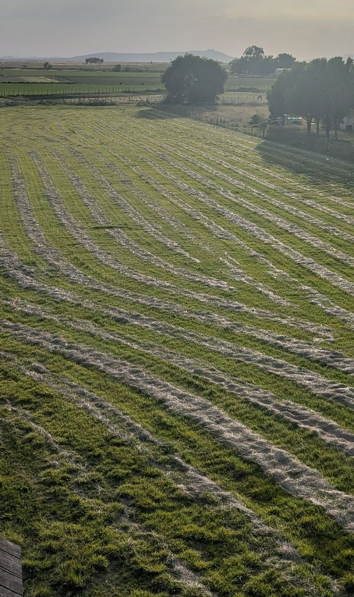 Grass Hay