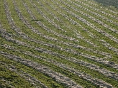 Grass Hay