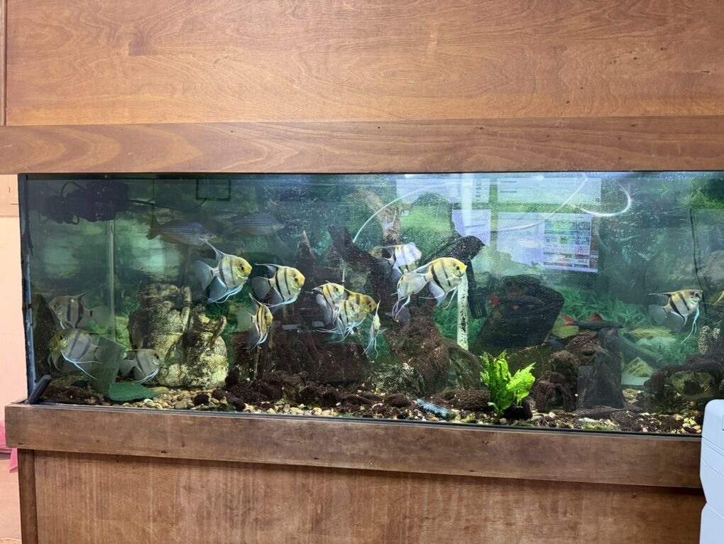 135 Gallon Aquarium Fish Tank ( With Fishes)