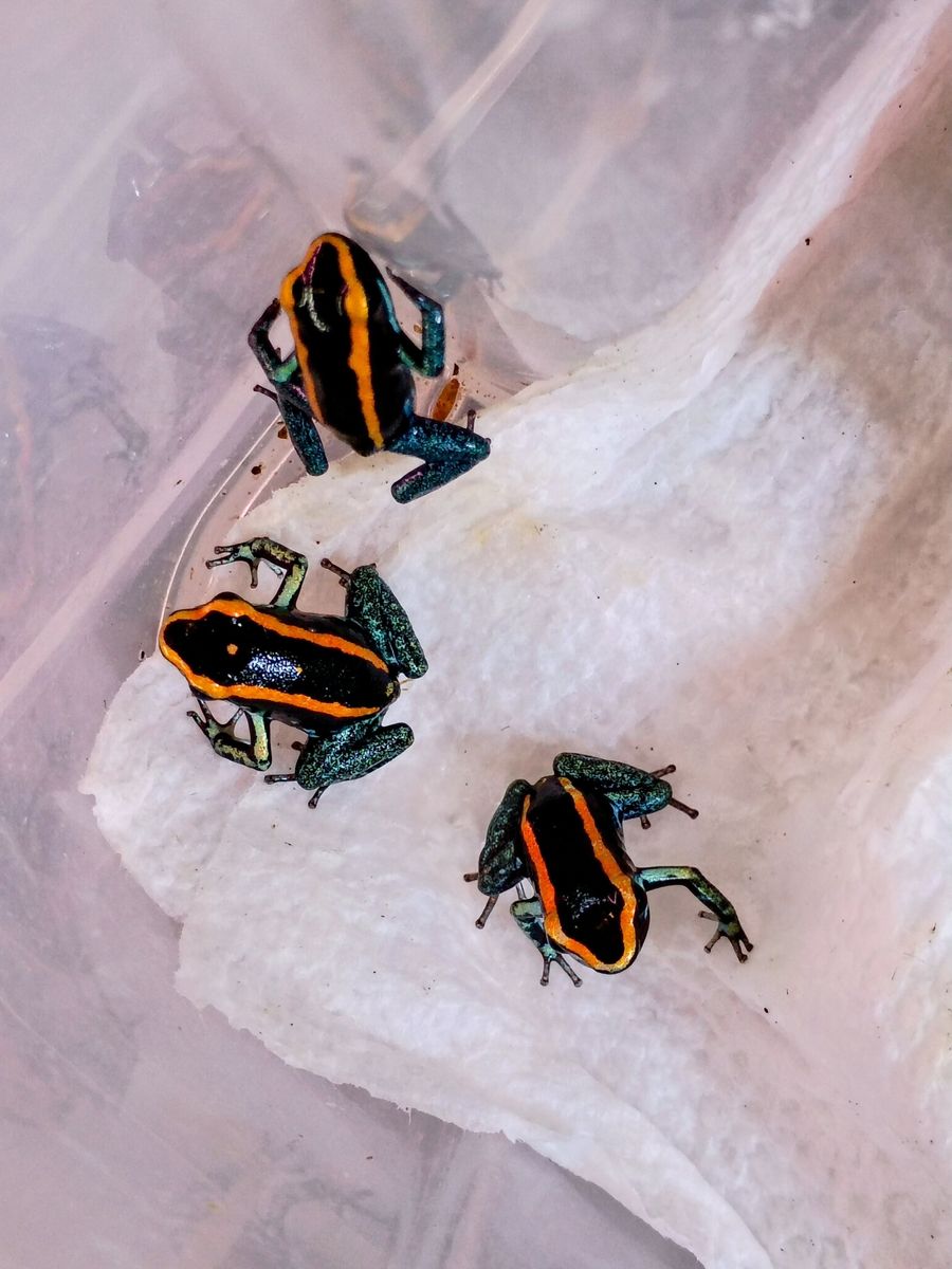 Dart frogs!