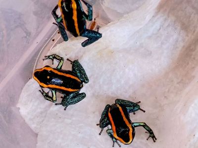 Dart frogs!
