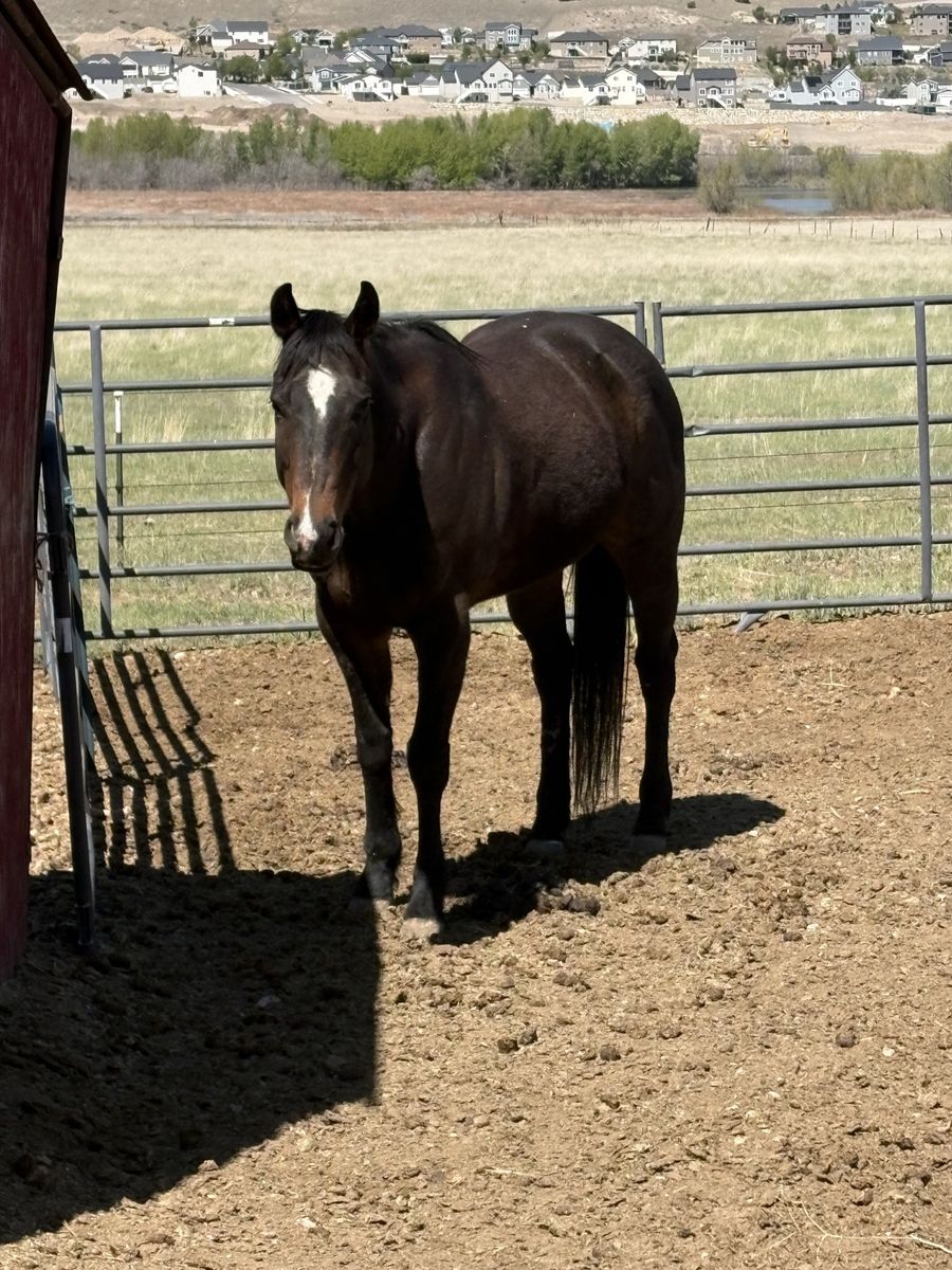 Rope & barrel horse