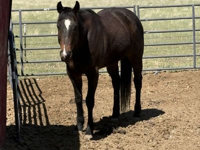 Rope & barrel horse