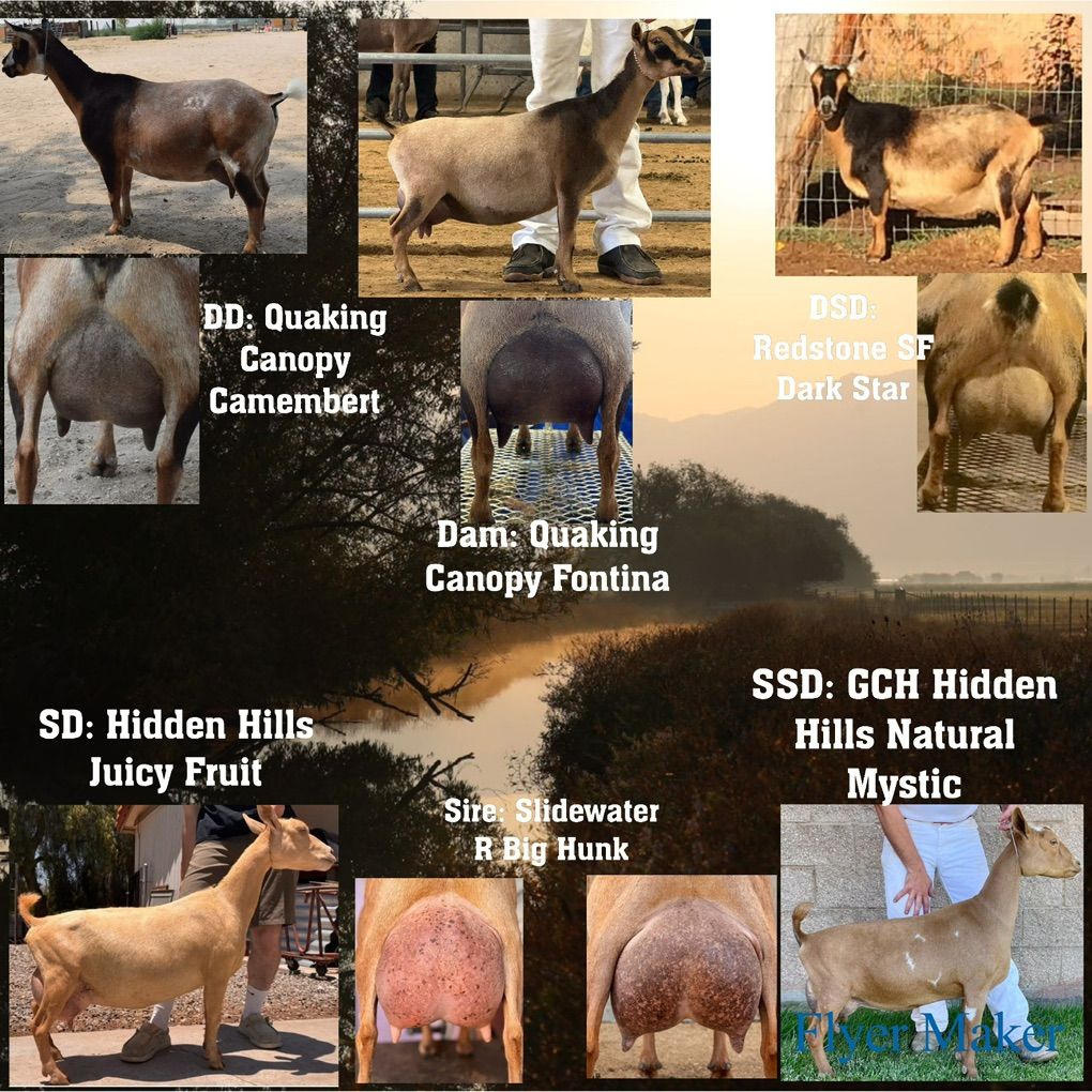 ADGA Nigerian Dwarf Reservations