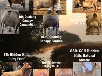 ADGA Nigerian Dwarf Reservations