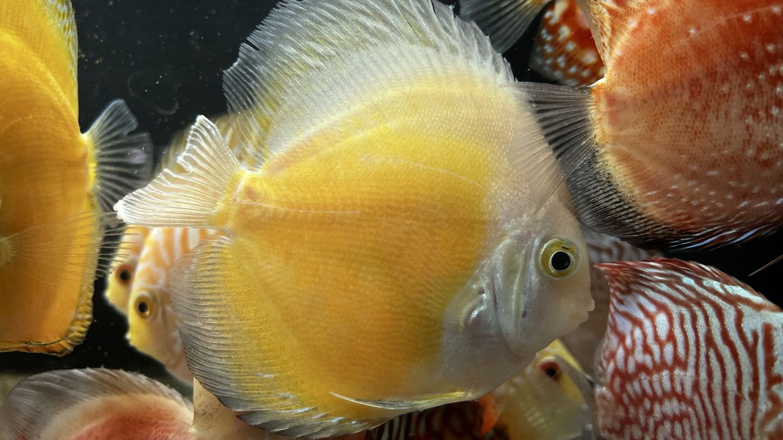 Assorted Discus