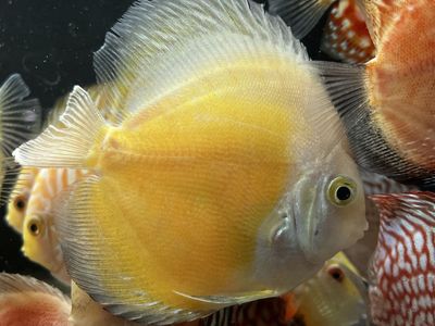 Assorted Discus