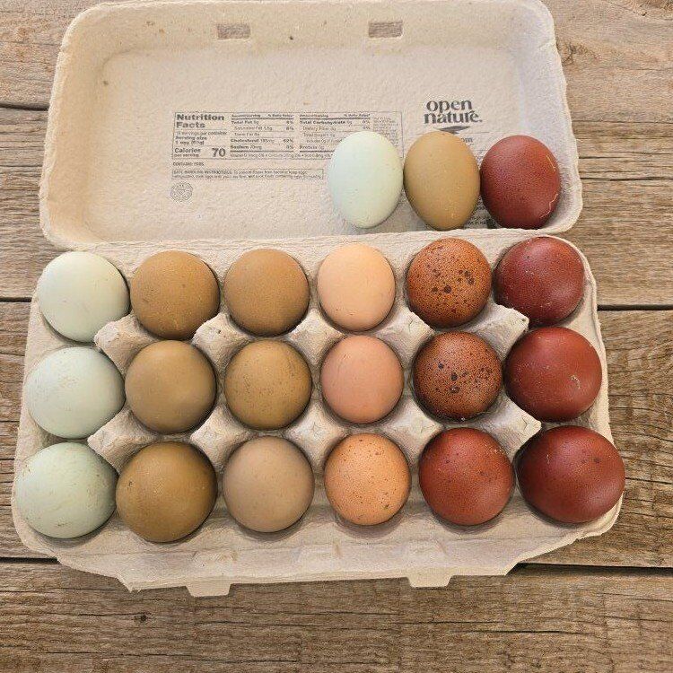 Rainbow Hatching eggs