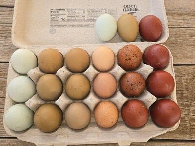 Rainbow Hatching eggs