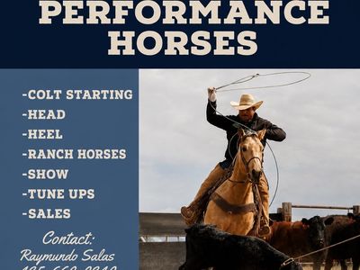 Salas Performance horses