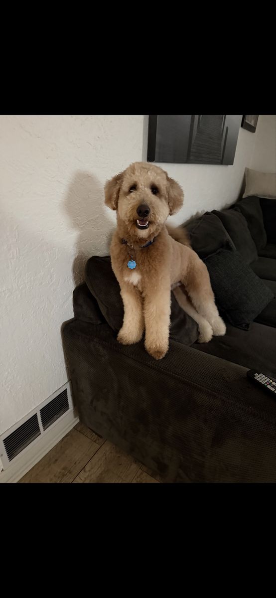 Bernedoodle 