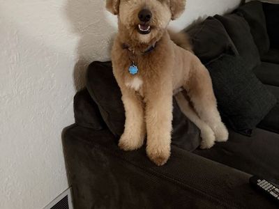 Bernedoodle