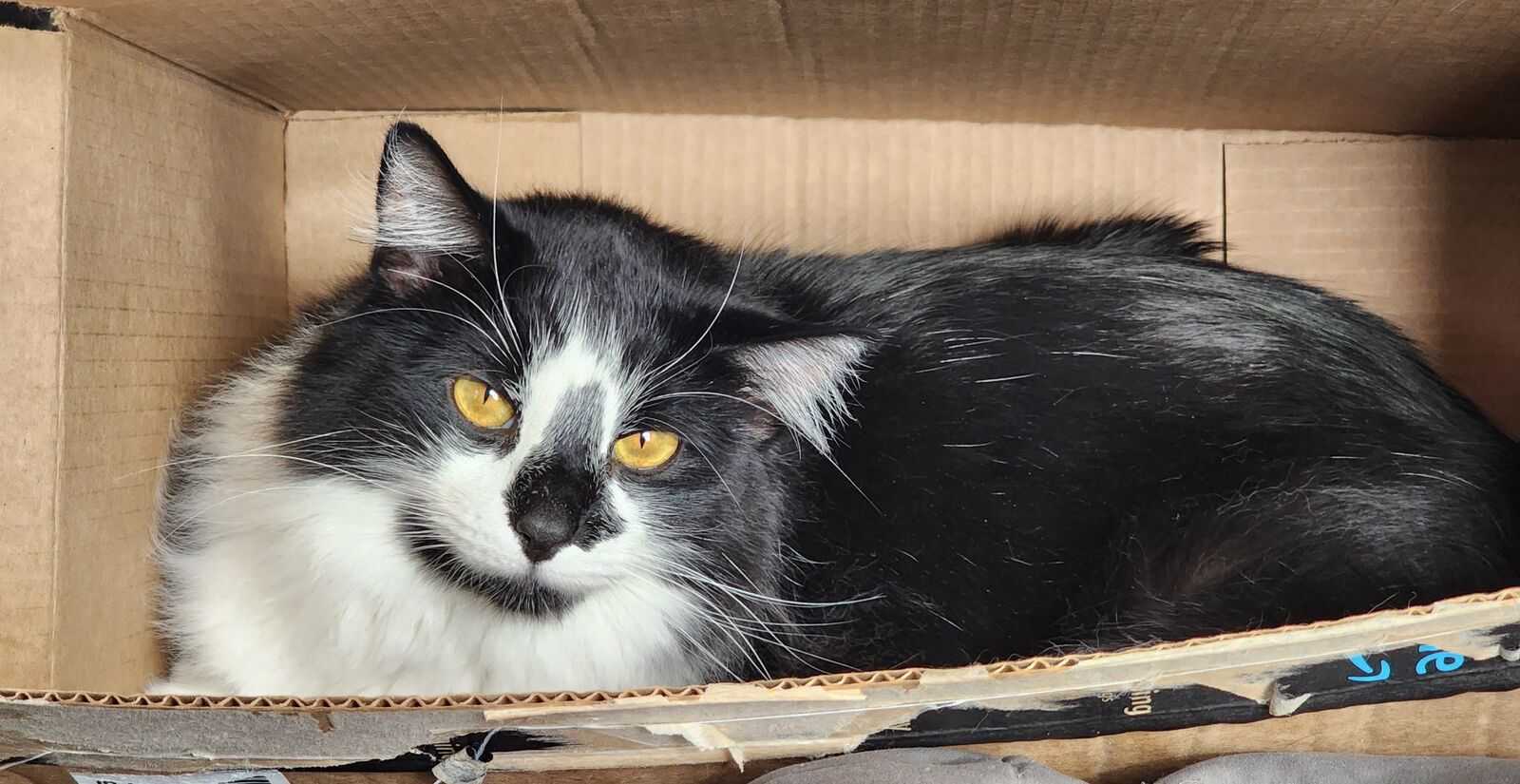 Free male cat - Tails (5 y.o,)