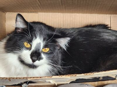 Free male cat - Tails (5 y.o,)