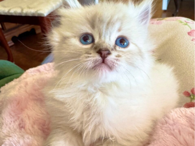 Ready NOW! 2 Gorgeous Ragdoll kittens (STAY TINY)--SUPER AFFECTIONATE TEMPERMENTS-- FLUFFY/FLOPPY, shed less/less allergenic!