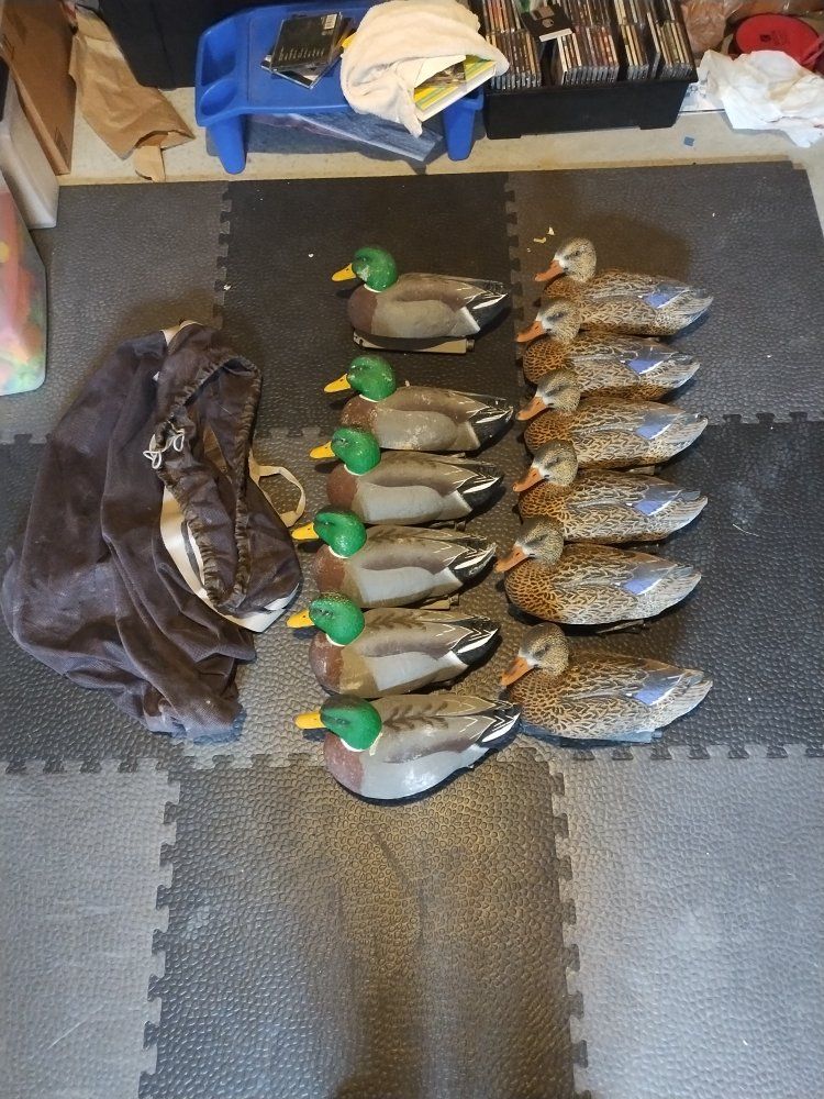12 mallard decoys with bag and weights