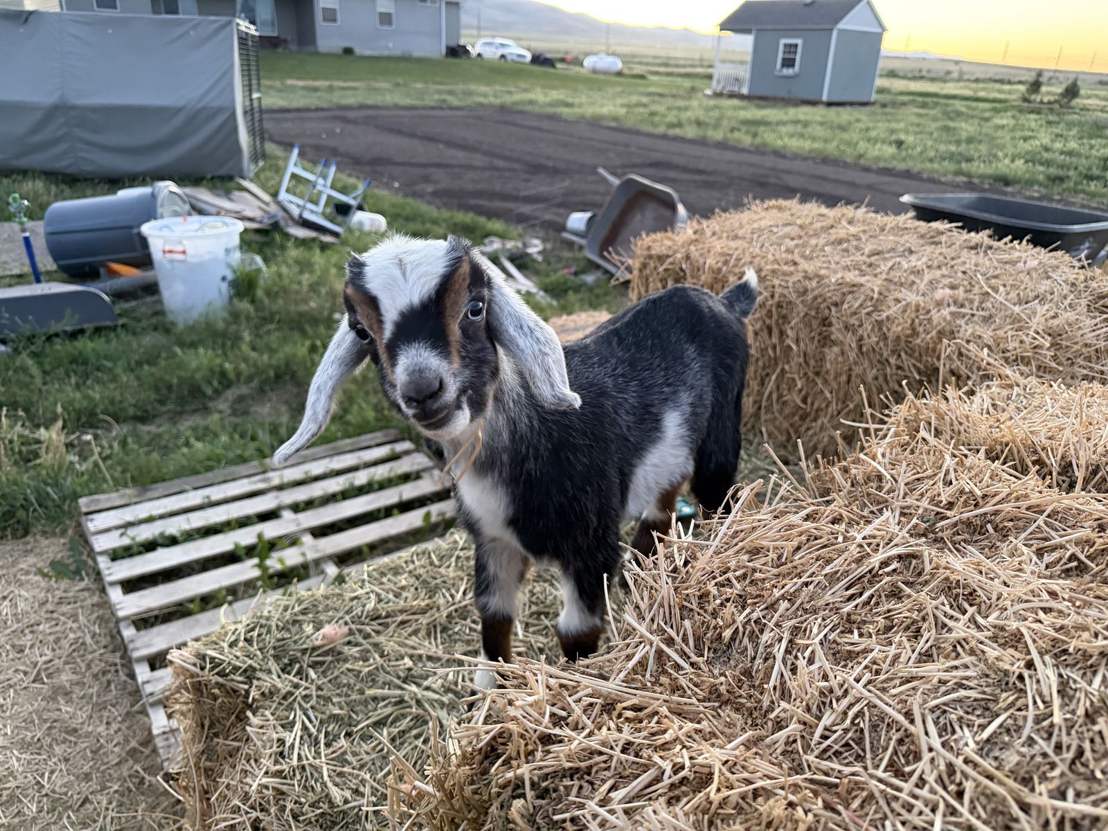 Mini Nubian Buckling