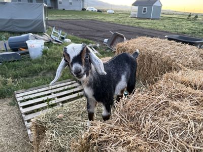 Mini Nubian Buckling