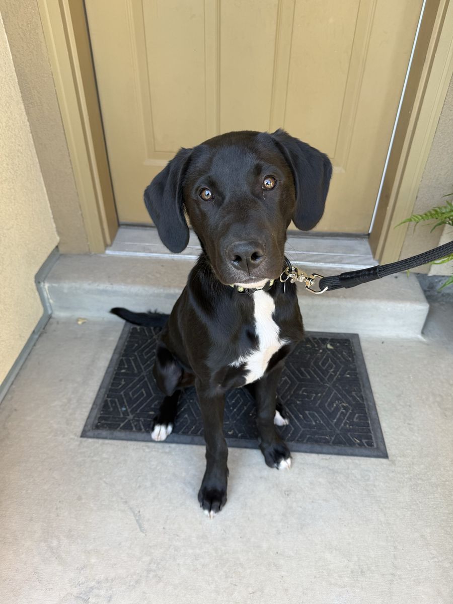 Lab/blue heeler mix puppy